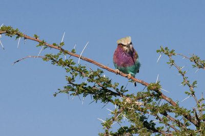 Lilac-breasted Roller - Rollier à long brins