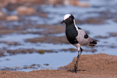Blacksmith Lapwing - Vanneau armé - Vanellus armatus