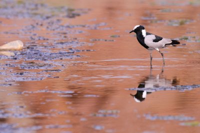 Blacksmith Lapwing - Vanneau armé - Vanellus armatus