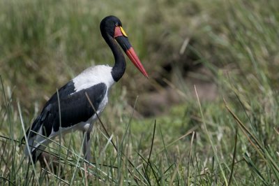 Saddle-billed Stork - Jabiru d'Afrique - Ephippiorhynchus senegalensis
