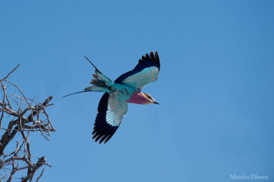 Lilac-Breasted Roller -Rollier à longs brins