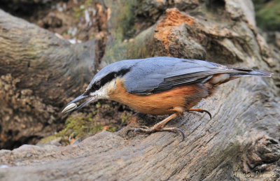 Eurasian Nuthatch - Sittelle torchepot - Sitta europaea