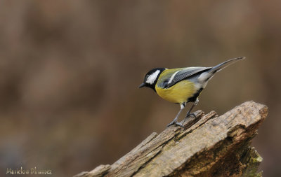 Great Tit - Mésange charbonnière - Parus major