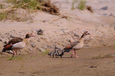 Egyptian Geese family in Namibia