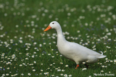 white duck