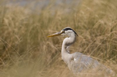 Egret - Aigrette