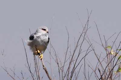 Black-winged Kite - Elanion blanc - Elanus caeruleus