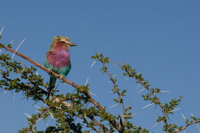 Lilac-breasted Roller - Rollier à long brins