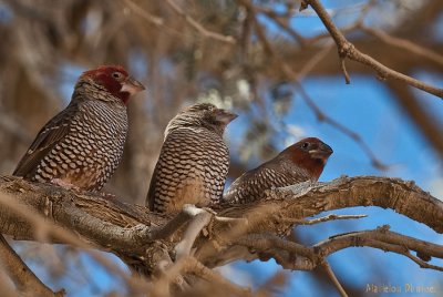 Red-headed Finch - Amadines à tête rouge - Amadina erythrocephala)