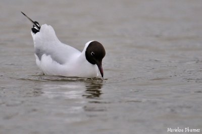 Mouette tête noire