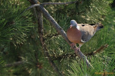 Pigeon