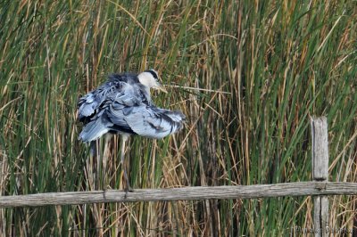 Heron