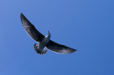 Seagull