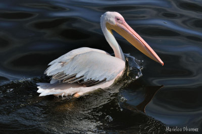 pelican