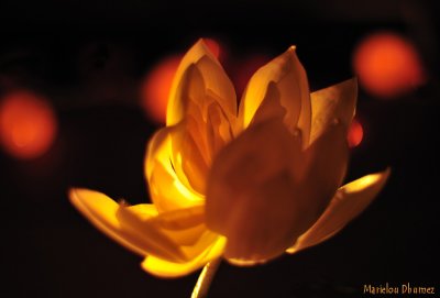 Zen 15 - Lotus