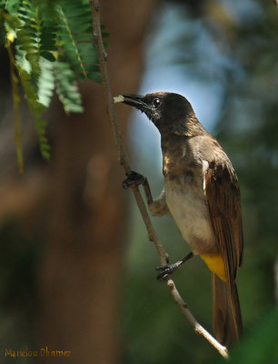 bulbul des jardins