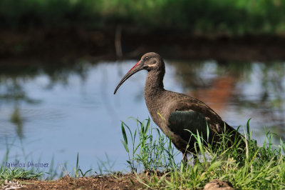 Hadeda Ibis - Ibis hagedash - Bostrychia hagedash