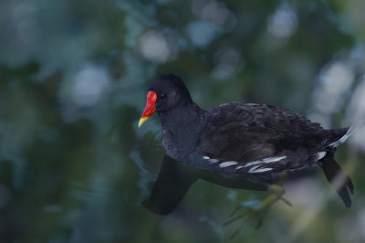 Poule d'eau