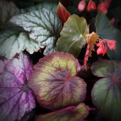 Begonia