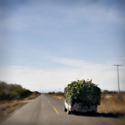 Going to Market