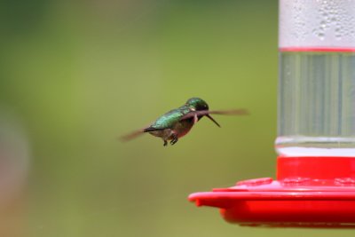 IMG_4889.JPG