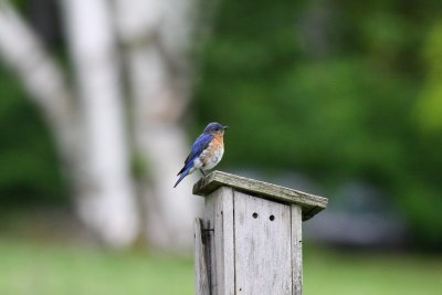 IMG_5176.JPG