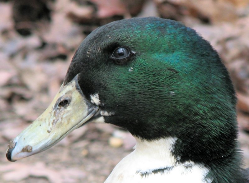 duck.jpg