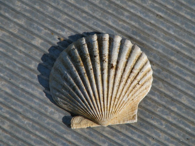 scallop shell.jpg