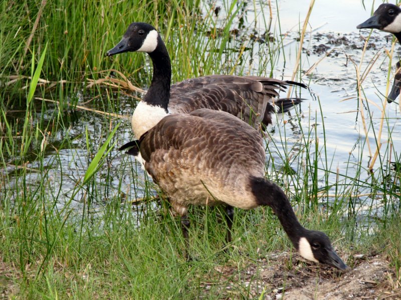Canadian Geese.jpg
