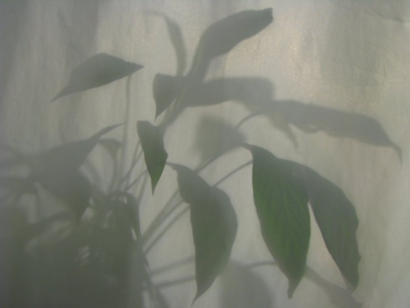 More Shadows.jpg