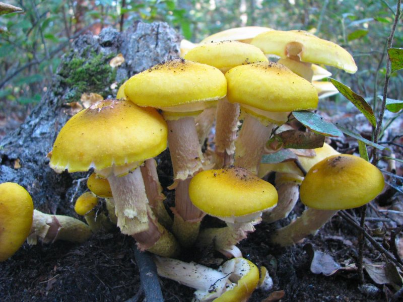 Shrooms.jpg