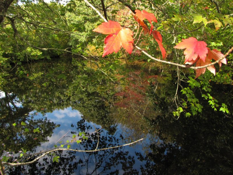 Pond View.jpg