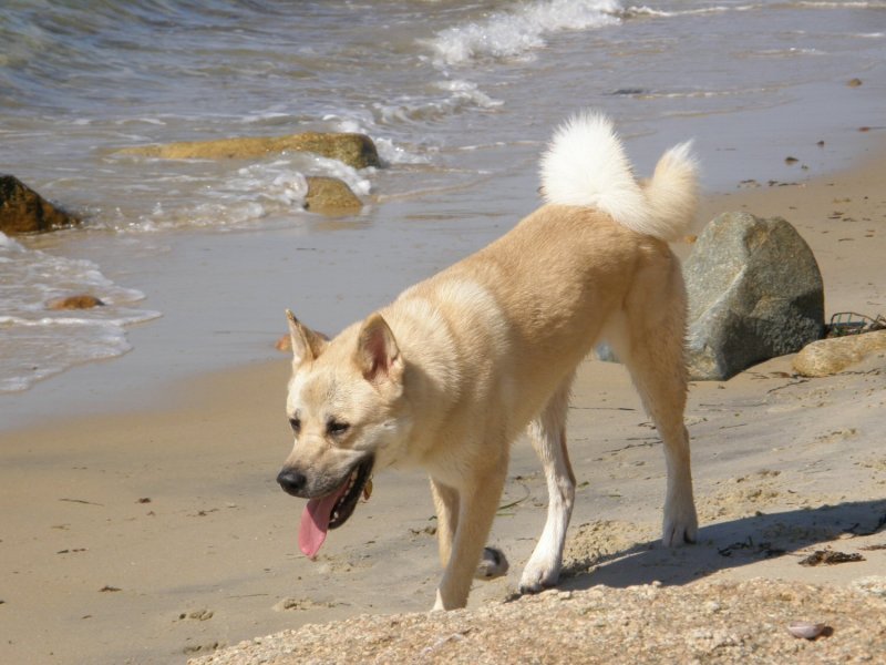 Suki.jpg
