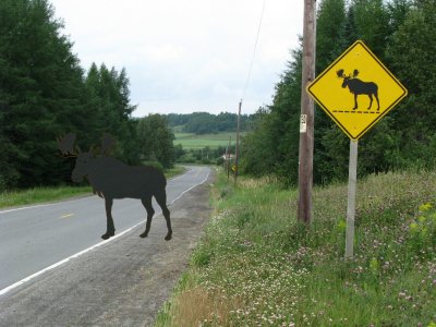 Loose Moose.jpg