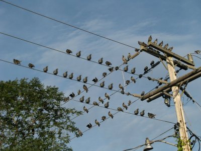 birds on wires.jpg