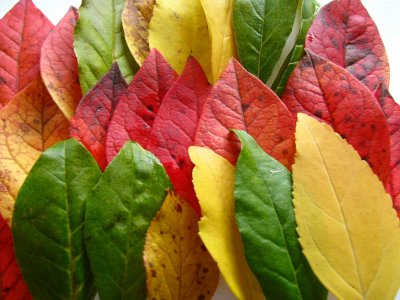 Leaf Colors.jpg