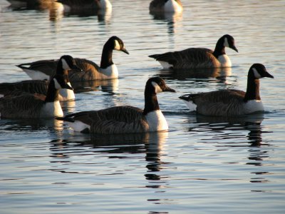 canadian geese.jpg
