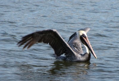 Southern Pelican.jpg