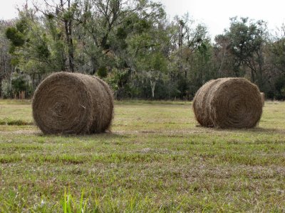 Hay Rolls.jpg