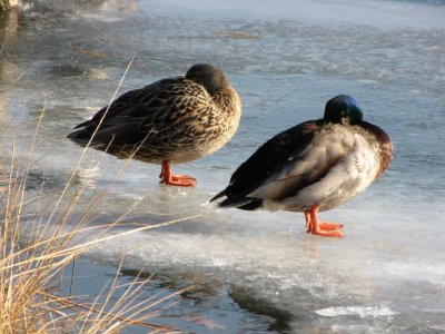Frozen Ducks.jpg