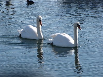 Just Swans.jpg