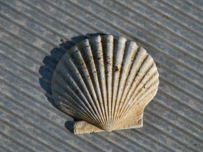 scallop shell.jpg