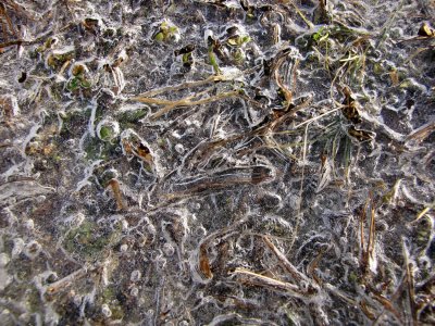 Grass Ice.jpg