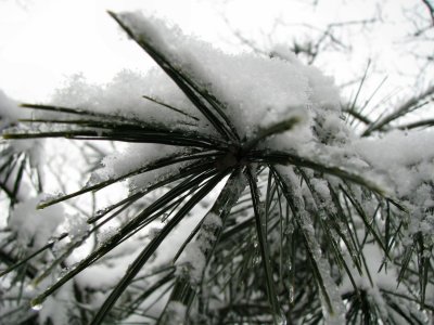 Snow Needles.jpg