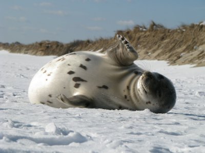 Harp Seal on the Beach.jpg