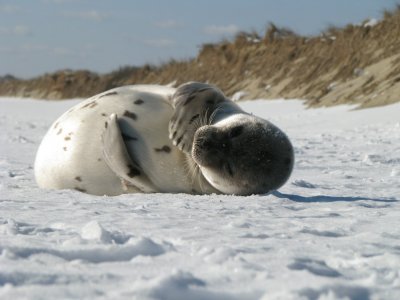 one more sealshot.jpg
