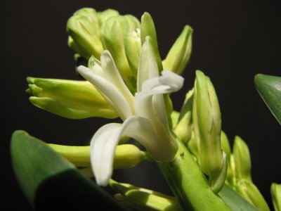 Hyacinth.jpg