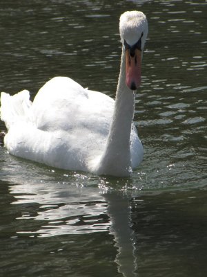 swan.jpg