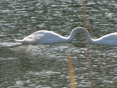 Swan Impossibles.jpg