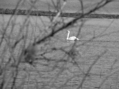 Through the Brambles.jpg